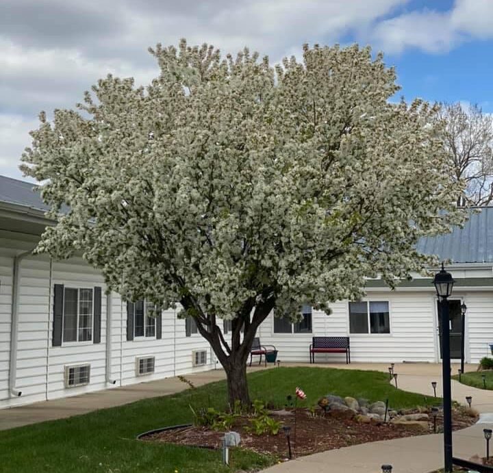 courtyard with a beautiful tree
