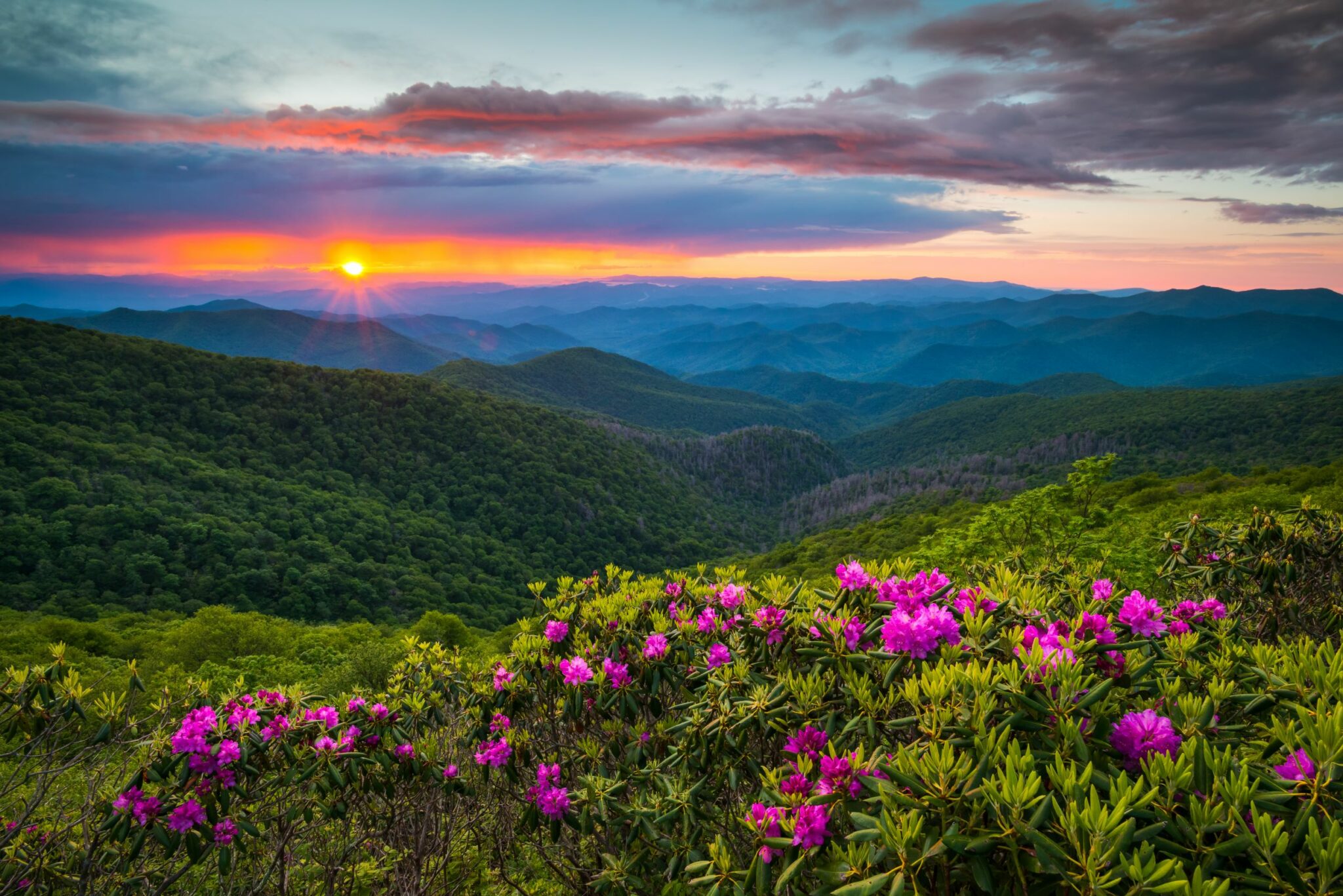 North Carolina Blue Ridge Parkway Spring Flowers Scenic Landscape South of Asheville, NC in the Southern Appalachian Mountains