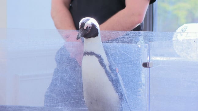 a penguin at the Cincinnati Zoo